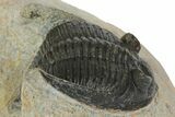 Zlichovaspis Trilobite - Morocco #137283-3